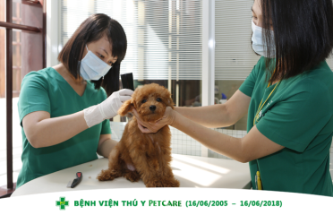 Bệnh viện Thú y PetCare