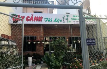 Cây cảnh Tài Lộc