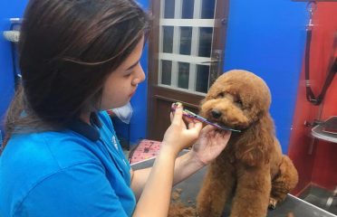 Shop cắt tỉa lông chó mèo tại TPHCM – Pet Grooming Salon