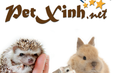 PetXinh.net chi nhánh Gò Vấp – Shop thú cưng nhím kiểng hamster sóc thỏ