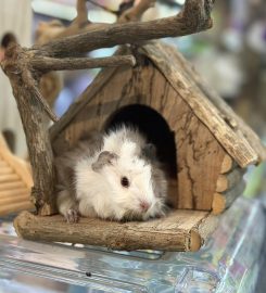 Pet shop miền đất hứa