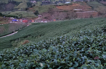 Sapa Sakura Tea Plantation