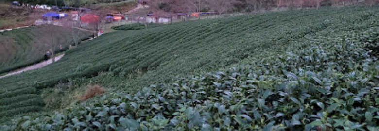 Sapa Sakura Tea Plantation