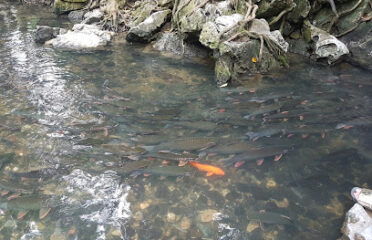 Cam Lien Sacred Fish Spring