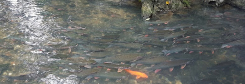 Cam Lien Sacred Fish Spring