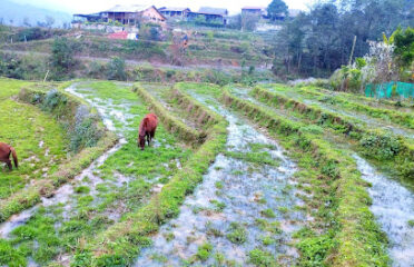 Thung lũng Mường Hoa