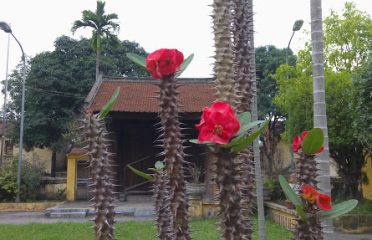 Caycau Homestay Areca