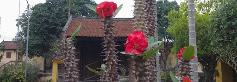 Khách sạn Home villa