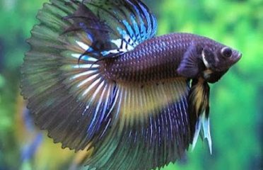 Betta Fish Betta