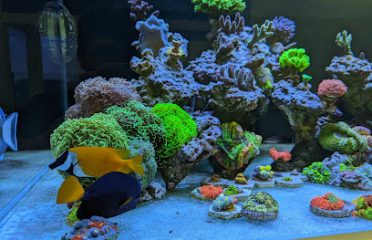 Bọt Biển – Sponge Aquarium