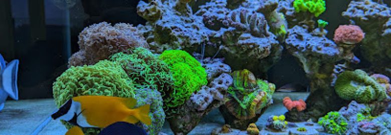 Bọt Biển – Sponge Aquarium