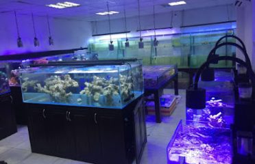 Cá Cảnh Vietnam Aqua