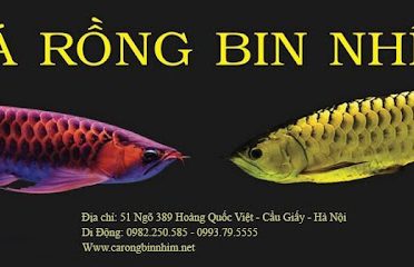 Cá Rồng Bin Nhím