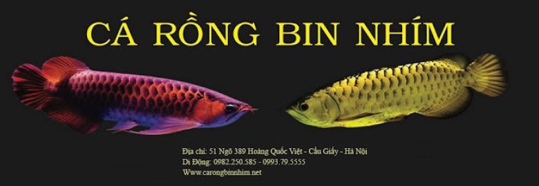 Cá Rồng Bin Nhím