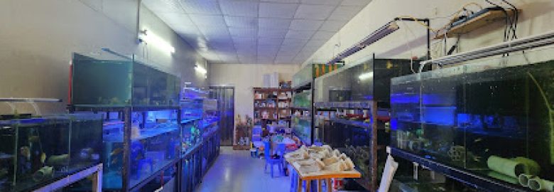 DFish – Cá khoẻ, san hô đẹp