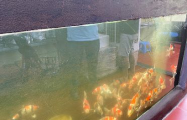 Thái Hòa Koi Farm