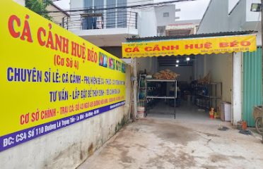 cá cảnh huệ béo cơ sở 4