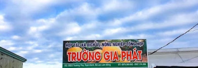 Hồng treo Trường Gia Phát