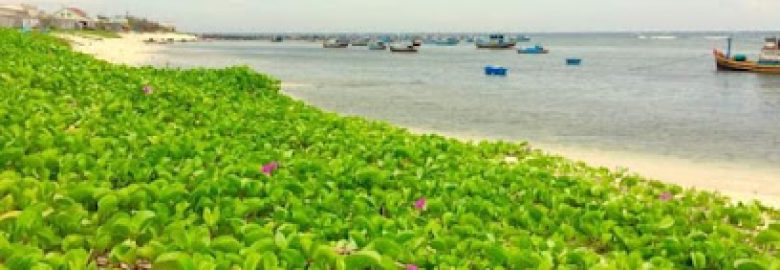 Island View Beachfront