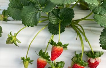 Thang Thinh Strawberry Flower Garden