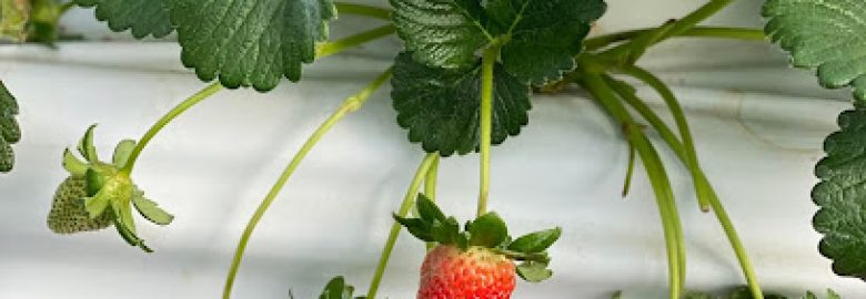 Thang Thinh Strawberry Flower Garden