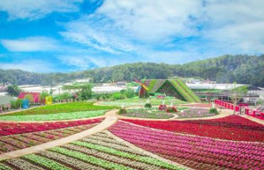 Tour Đà Lạt 1 ngày giá rẻ – Công ty Hoa Dalat Travel