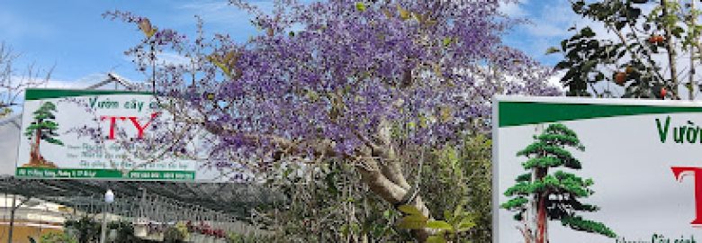 Vườn Cây Kiểng – Bonsai TY