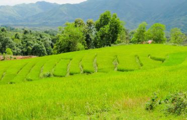 Cánh đồng thượng ngàn