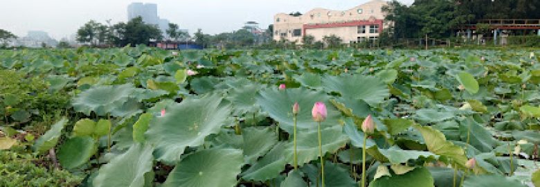 Đầm sen Hà Tuyến