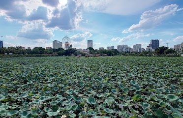 Đầm sen chú chung Hồ Tây