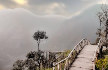 Lonely Tree