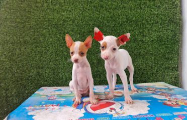 Petshop chó cảnh đà nẵng