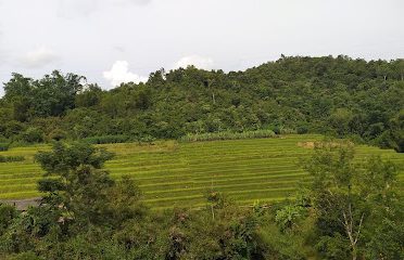 Ruộng Bậc Thang Búng Lao