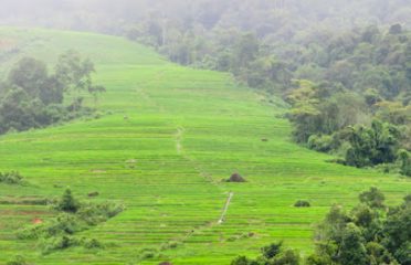 Ruộng bậc thang 9 tầng