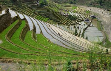 Tả Van Gỗ Homestay