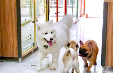 Yuppy Puppy – Khách Sạn & Spa Thú Cưng